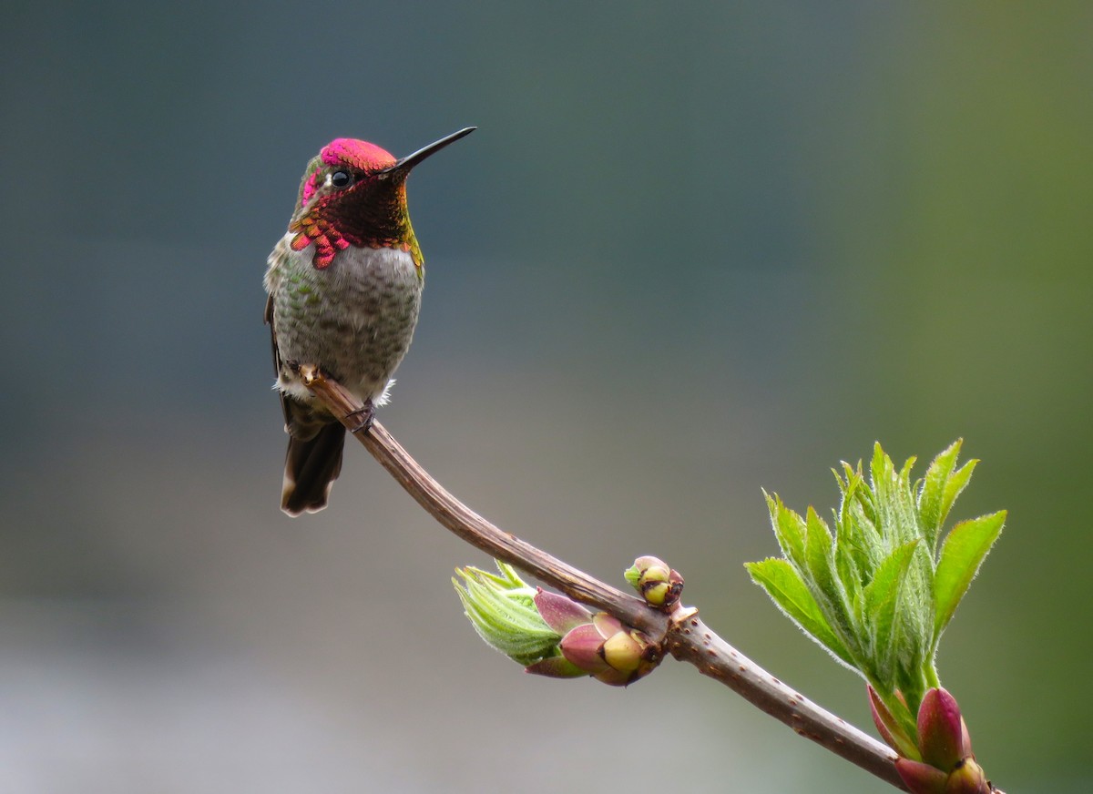 Anna's Hummingbird - ML617374897