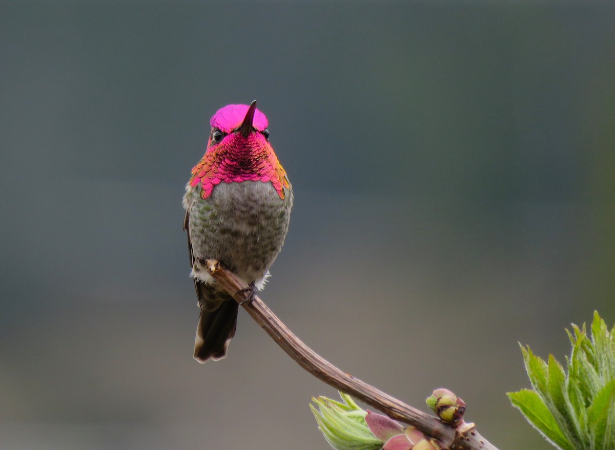 Anna's Hummingbird - Teresa Weismiller