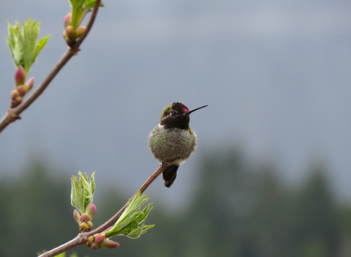 Anna's Hummingbird - ML617374899