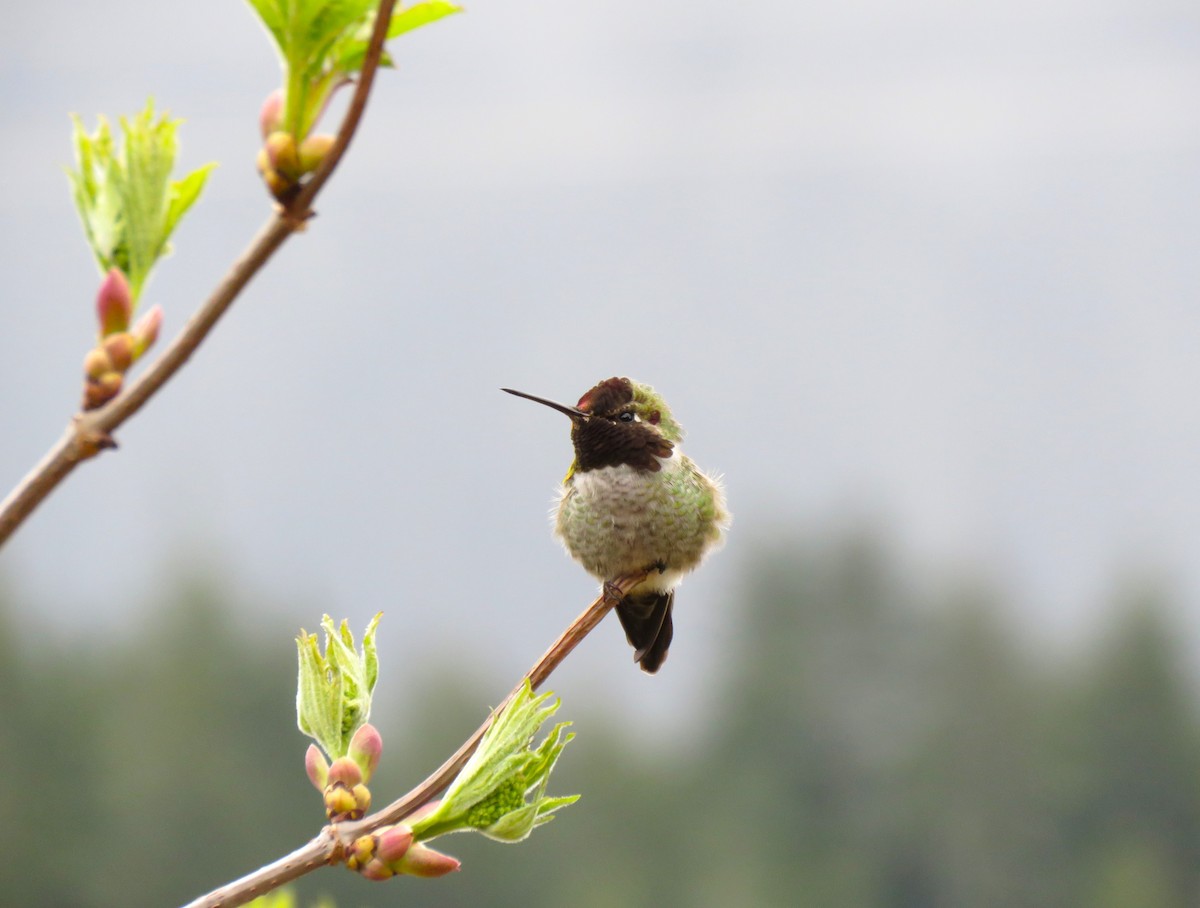 Anna's Hummingbird - ML617374900
