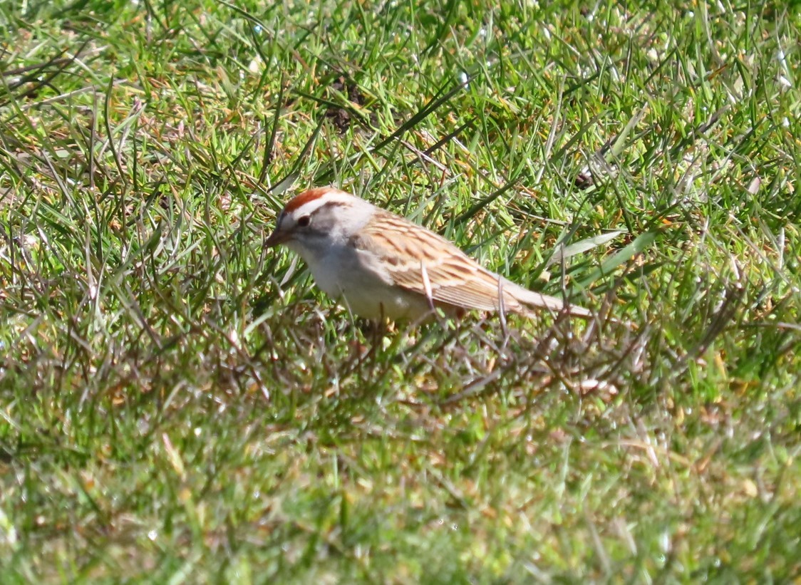 Chipping Sparrow - Caroline K