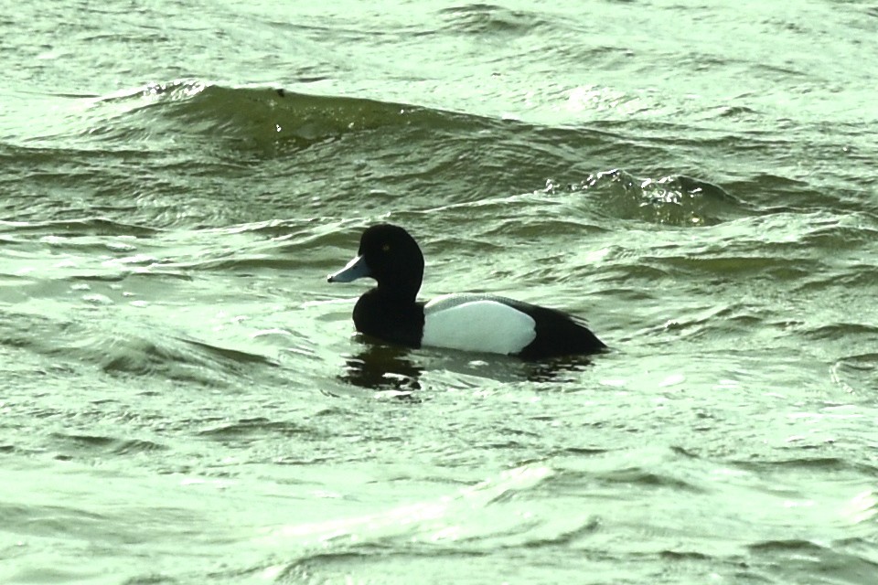 Greater Scaup - ML617374955