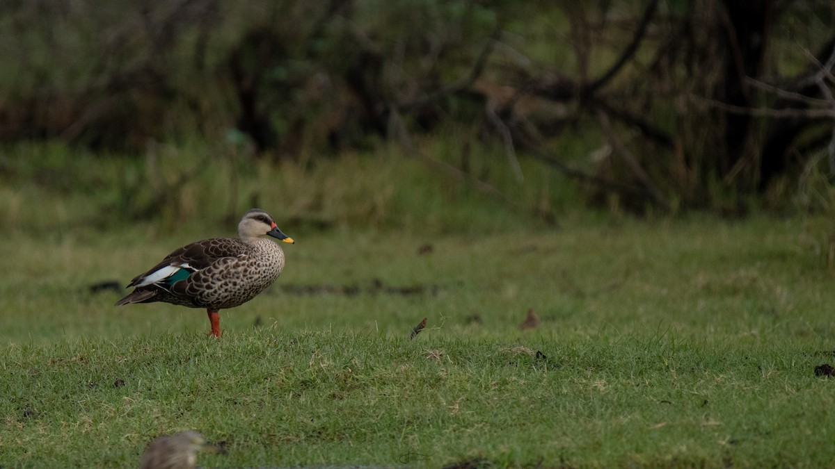 Indian Spot-billed Duck - ML617374986
