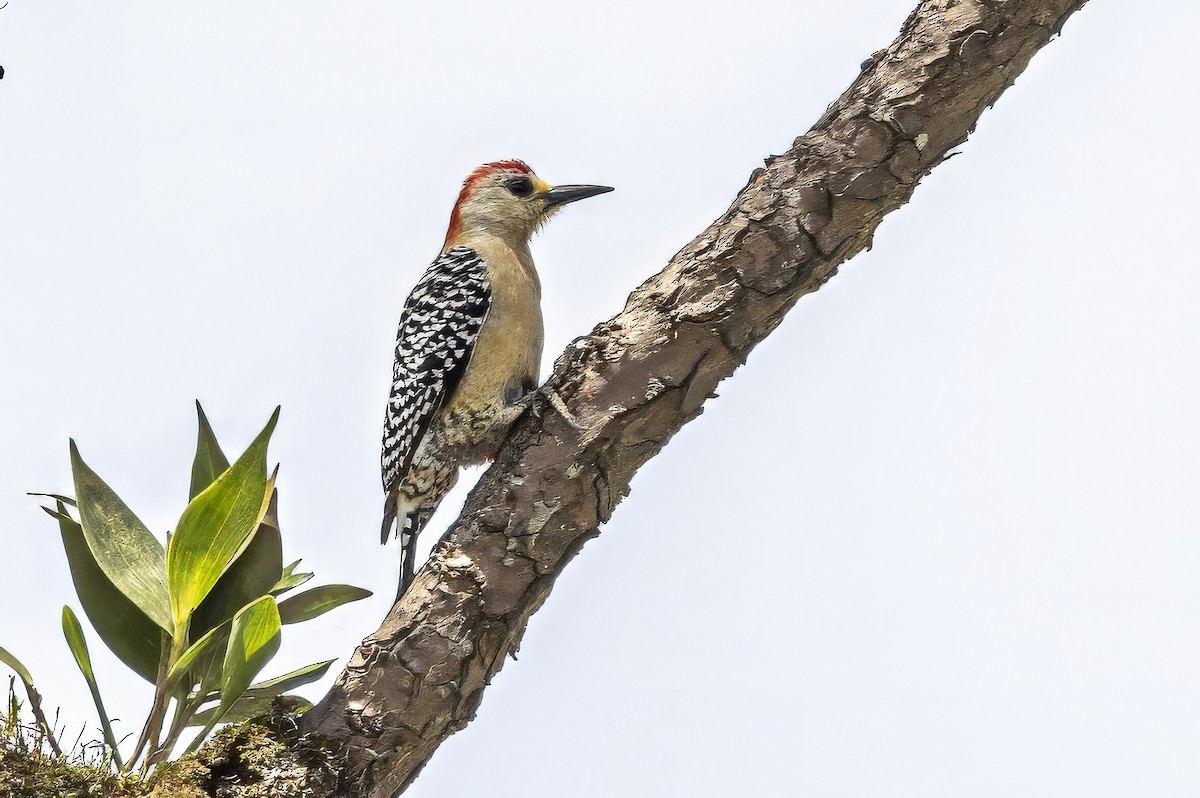 Red-crowned Woodpecker - ML617375007