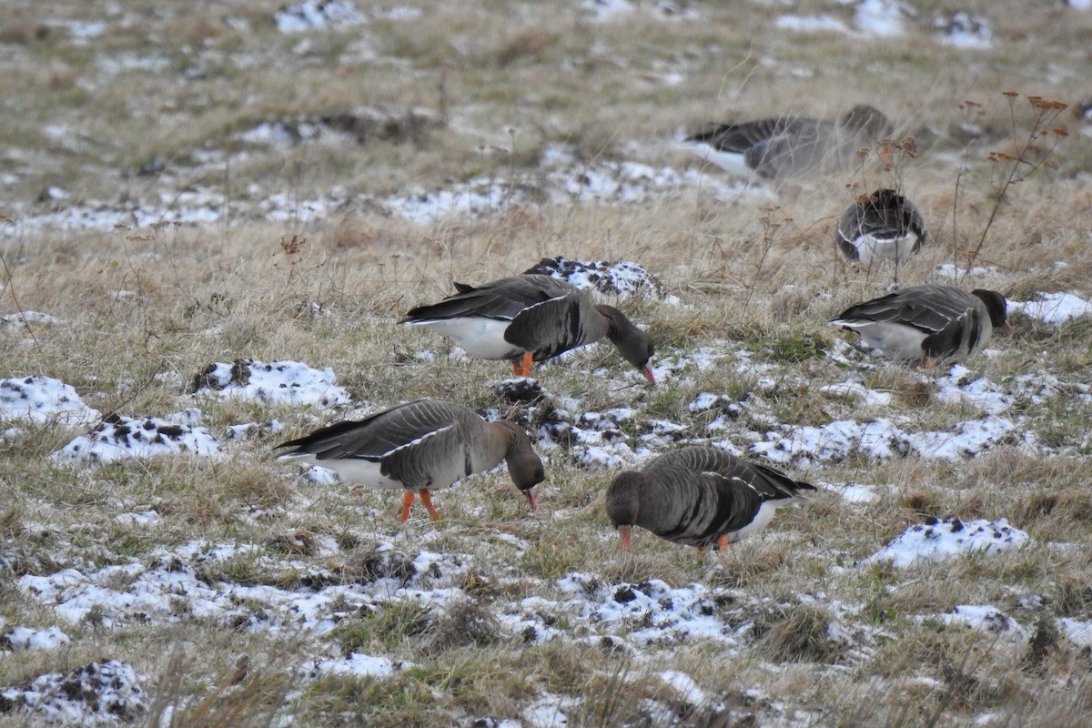 Greater White-fronted Goose - Pablo Macías Torres