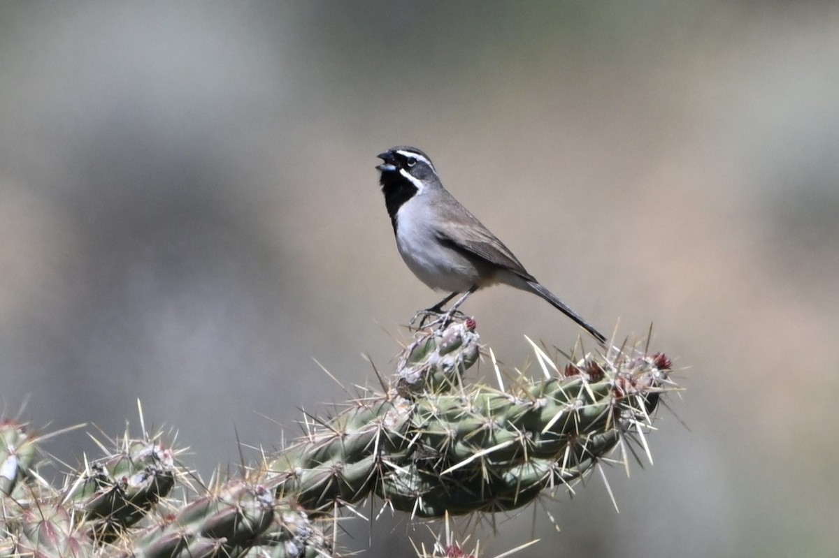 Black-throated Sparrow - S J