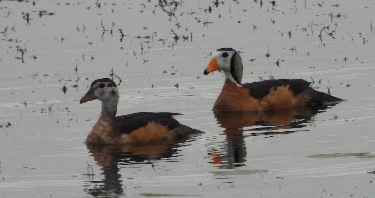 African Pygmy-Goose - Timothy Whitehead