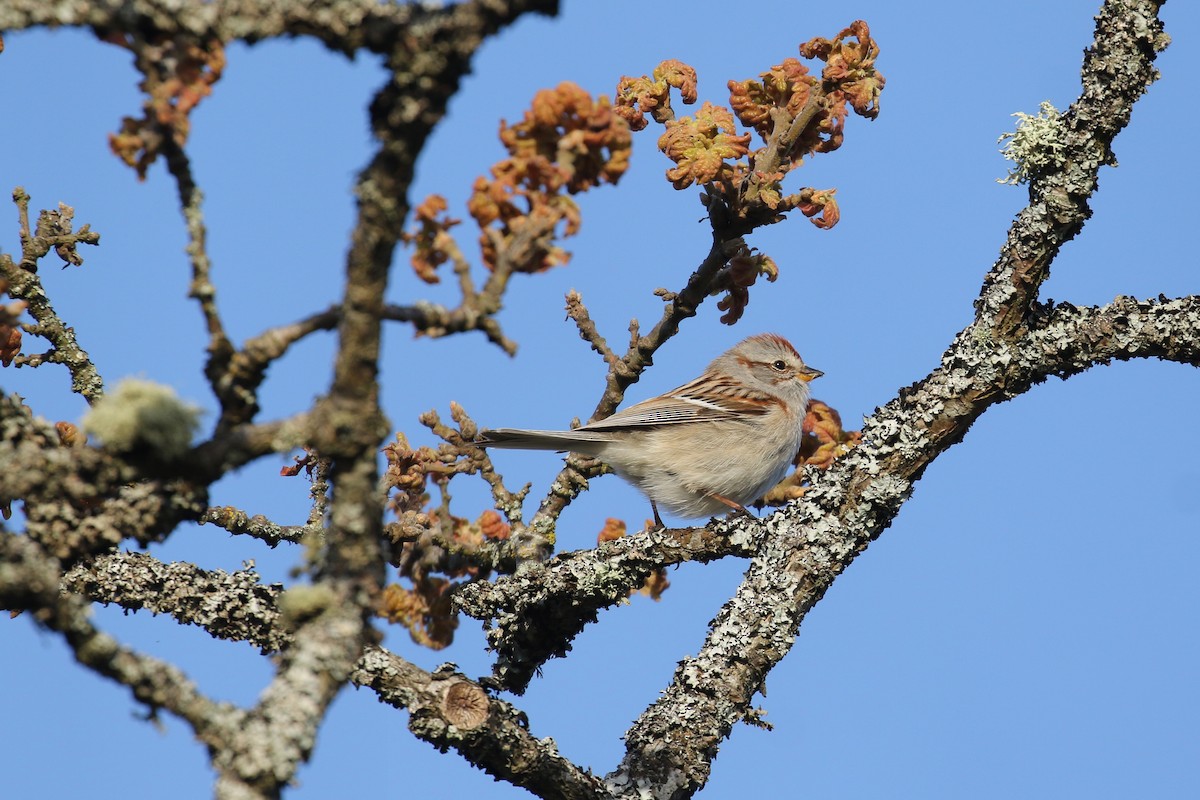 American Tree Sparrow - ML617375163