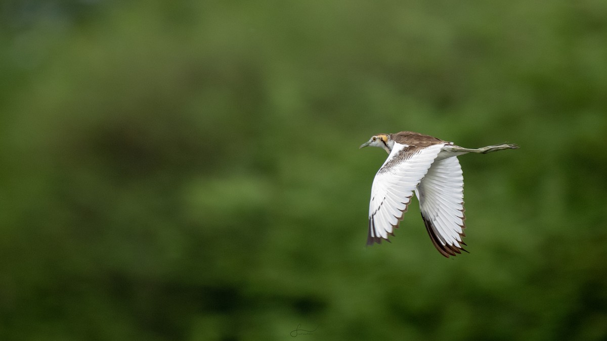 Pheasant-tailed Jacana - Faisal Fasaludeen