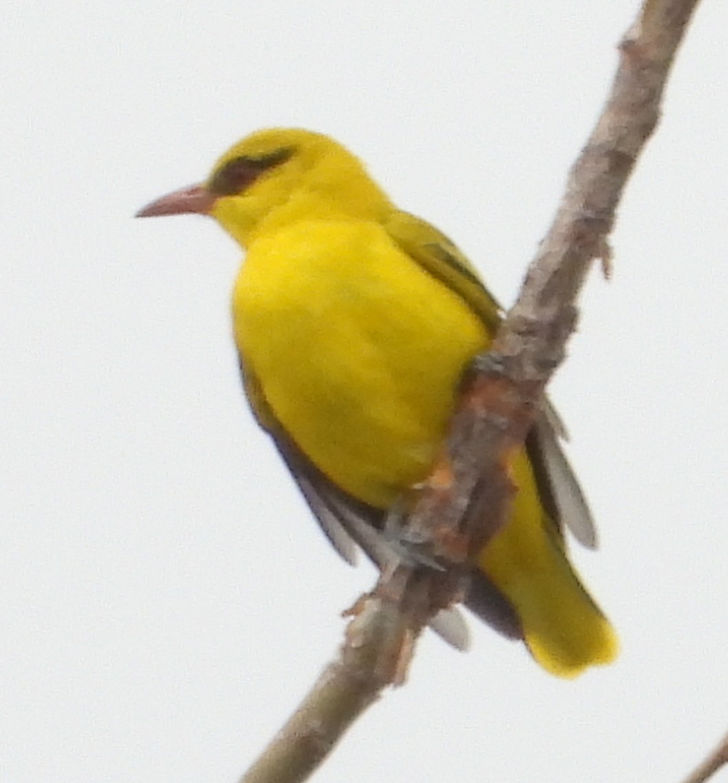 African Golden Oriole - Timothy Whitehead