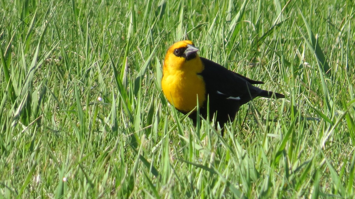 Yellow-headed Blackbird - Edward Allen