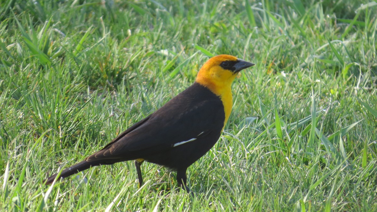 Yellow-headed Blackbird - ML617375288
