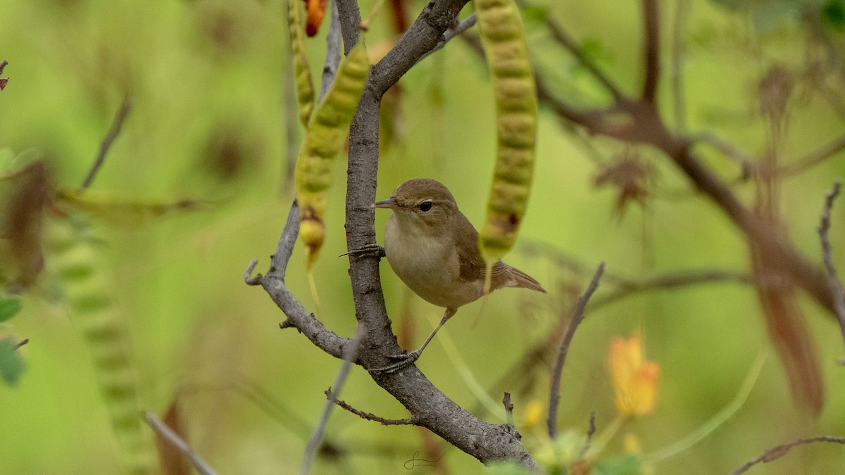 Booted Warbler - ML617375304