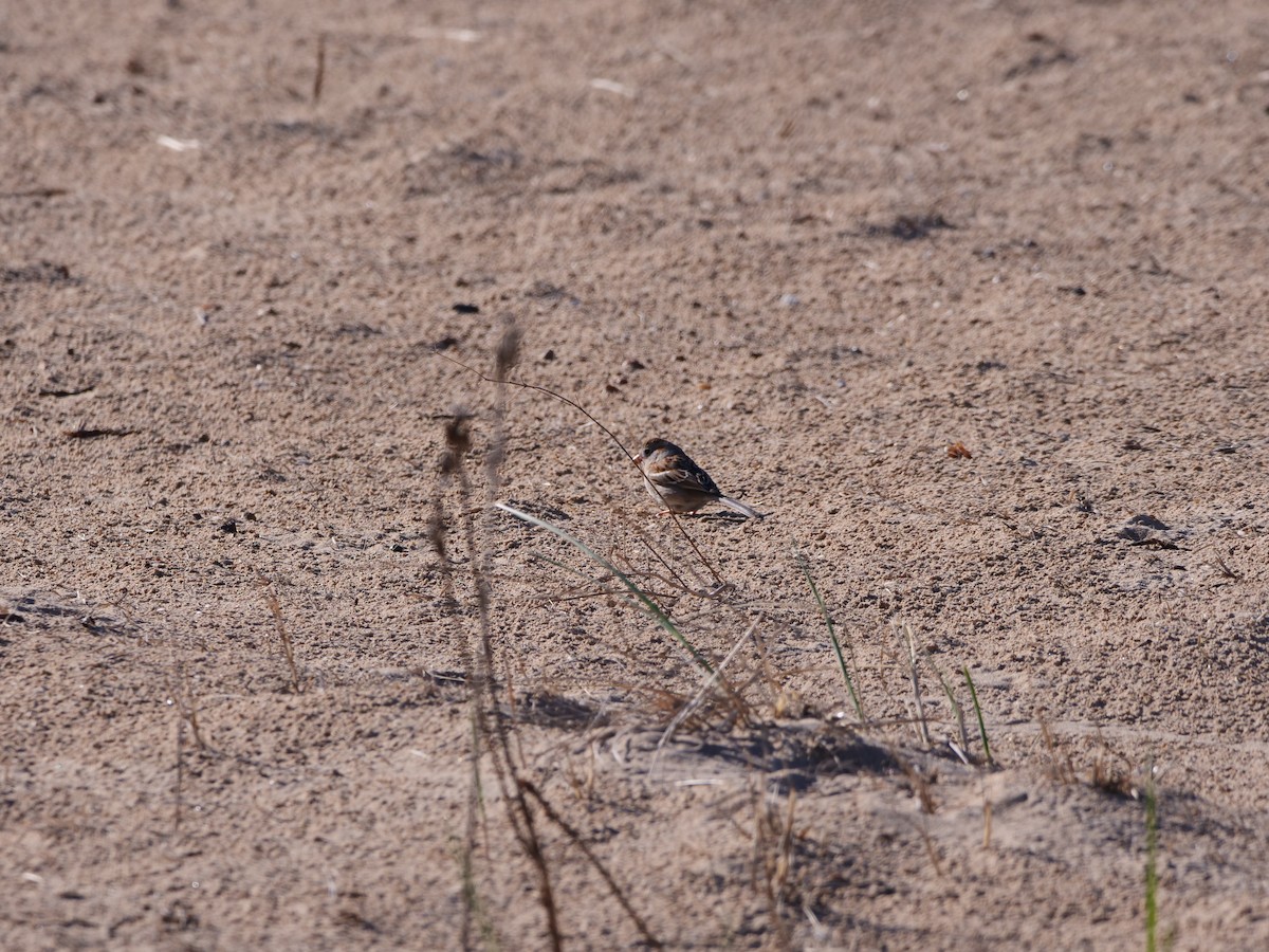 Field Sparrow - ML617375312