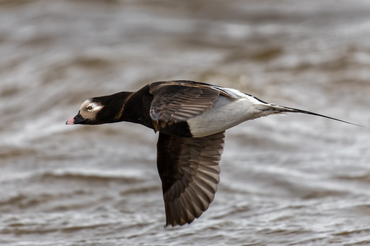 Long-tailed Duck - ML617375364