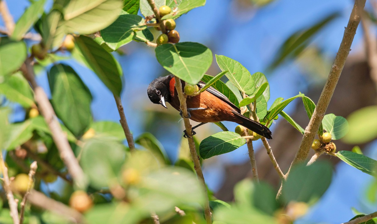 Orchard Oriole - ML617375503
