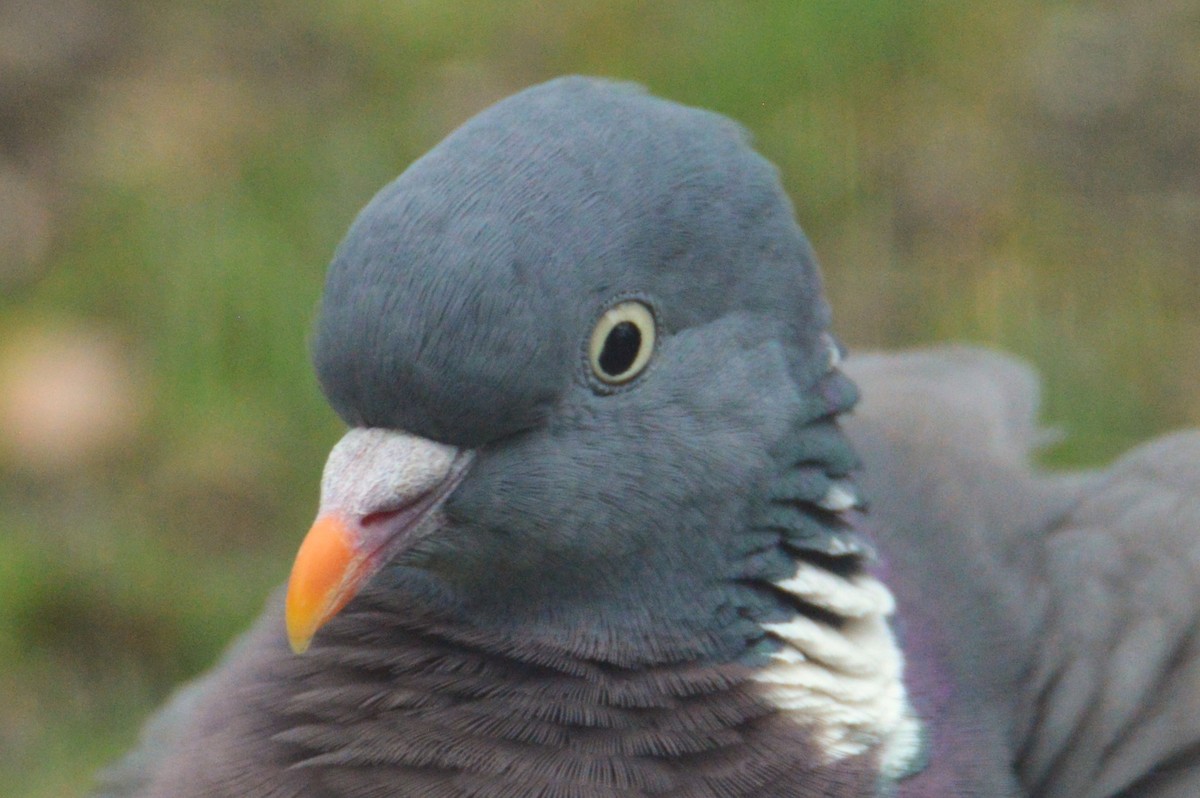Common Wood-Pigeon - ML617375512