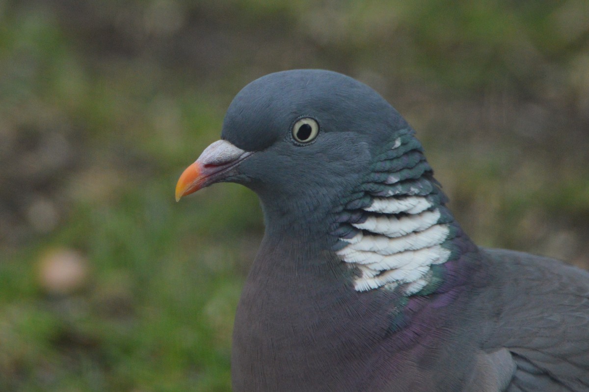 Common Wood-Pigeon - ML617375513