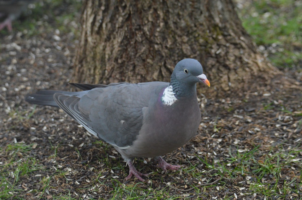 Common Wood-Pigeon - ML617375514