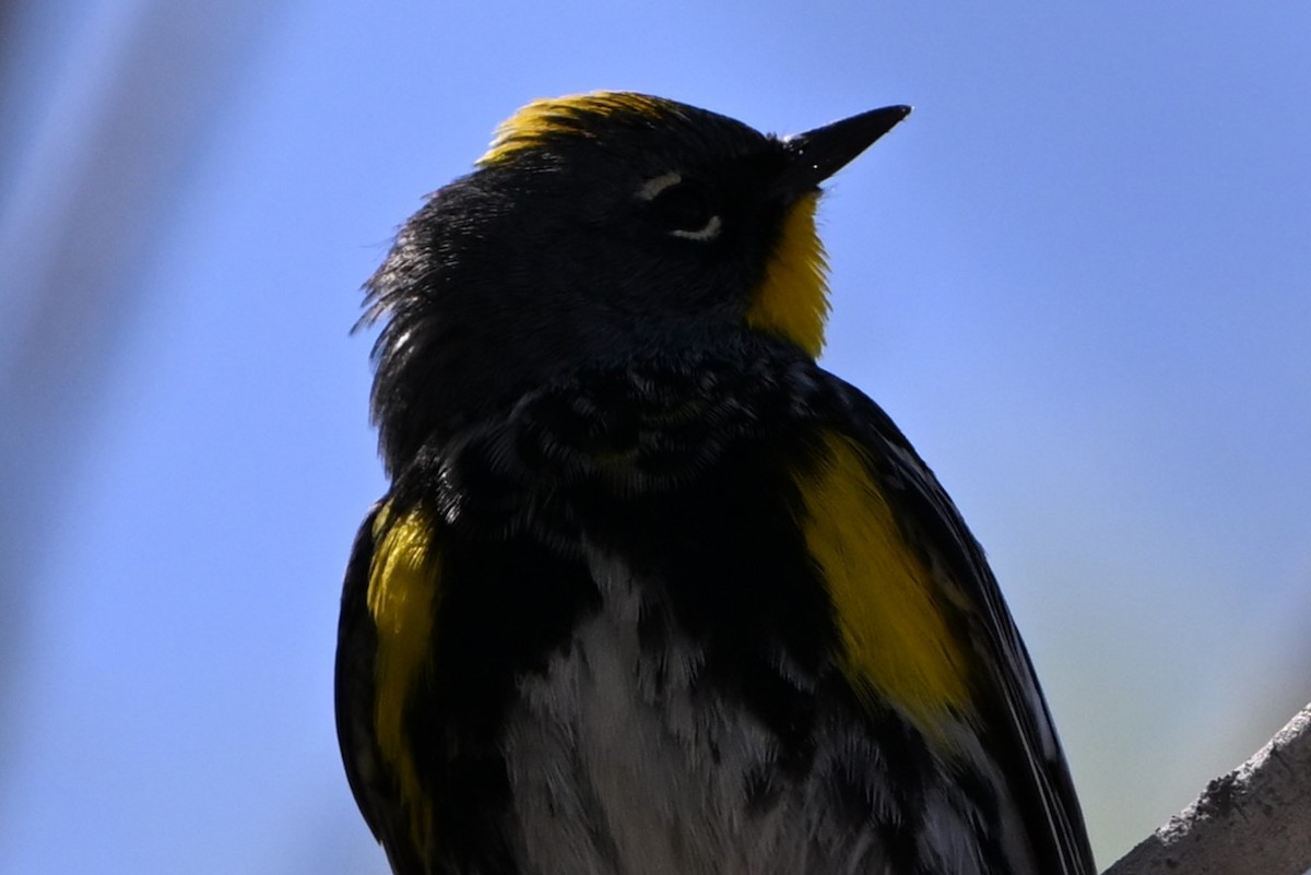 Yellow-rumped Warbler (Audubon's) - ML617375621