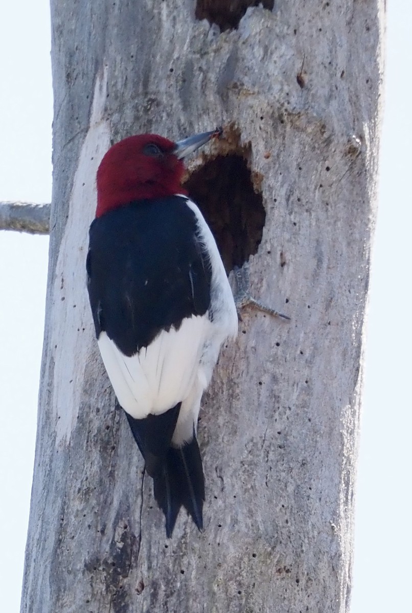 Red-headed Woodpecker - ML617375622