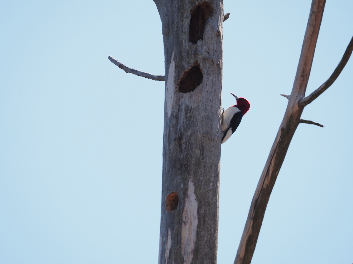 Red-headed Woodpecker - ML617375623