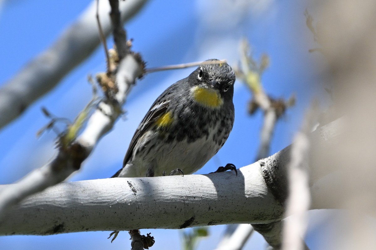 Yellow-rumped Warbler (Audubon's) - ML617375637