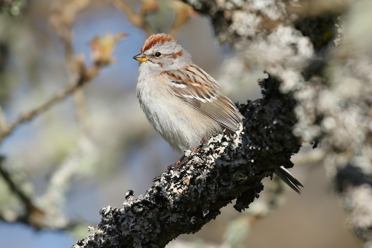 American Tree Sparrow - ML617375662