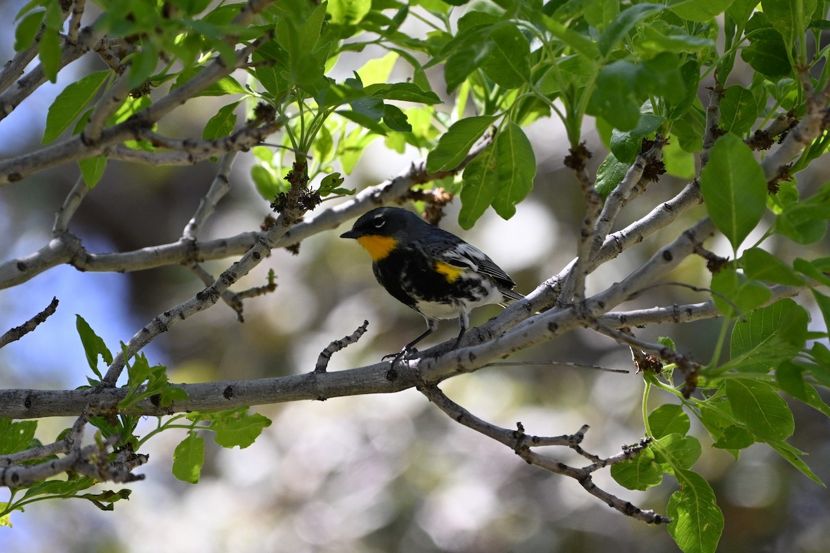 Yellow-rumped Warbler (Audubon's) - S J