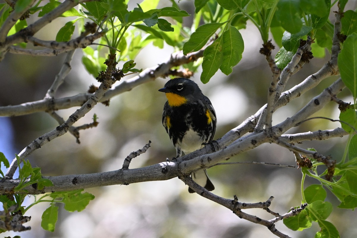 Yellow-rumped Warbler (Audubon's) - ML617375685