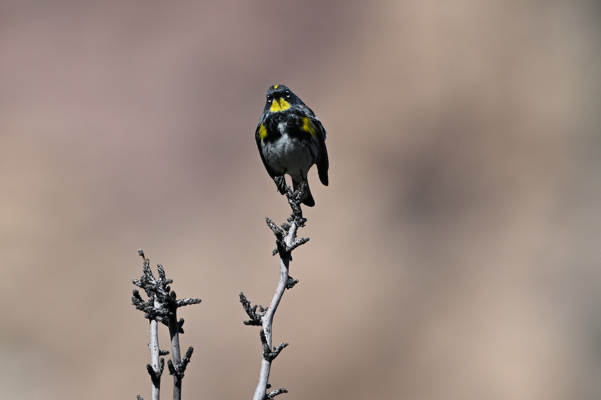 Yellow-rumped Warbler (Audubon's) - ML617375698