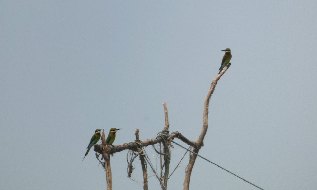 Blue-tailed Bee-eater - ML617375768