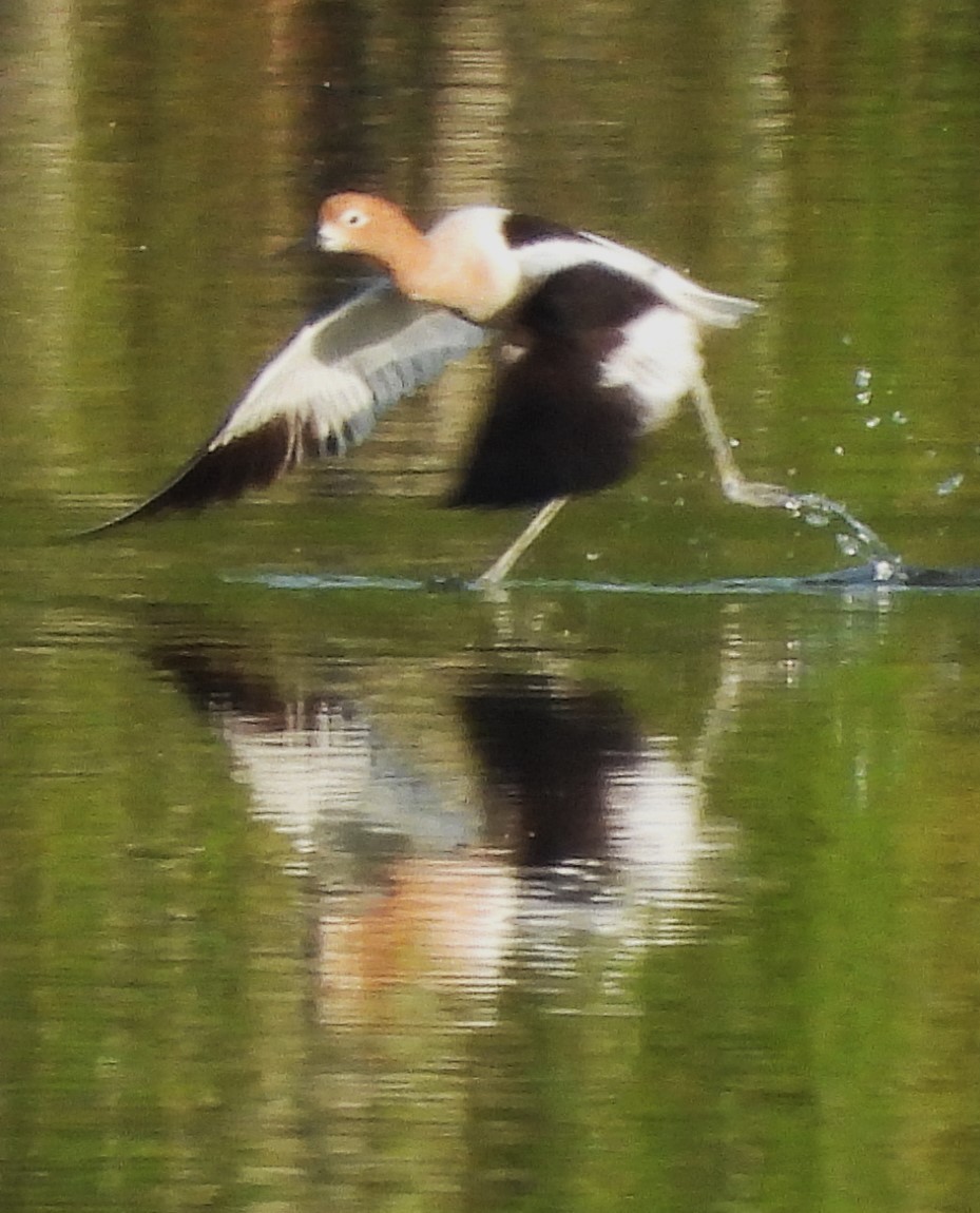 American Avocet - Eric Haskell