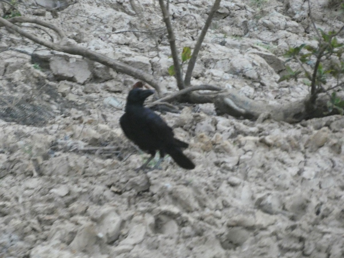 Large-billed Crow - ML617375832