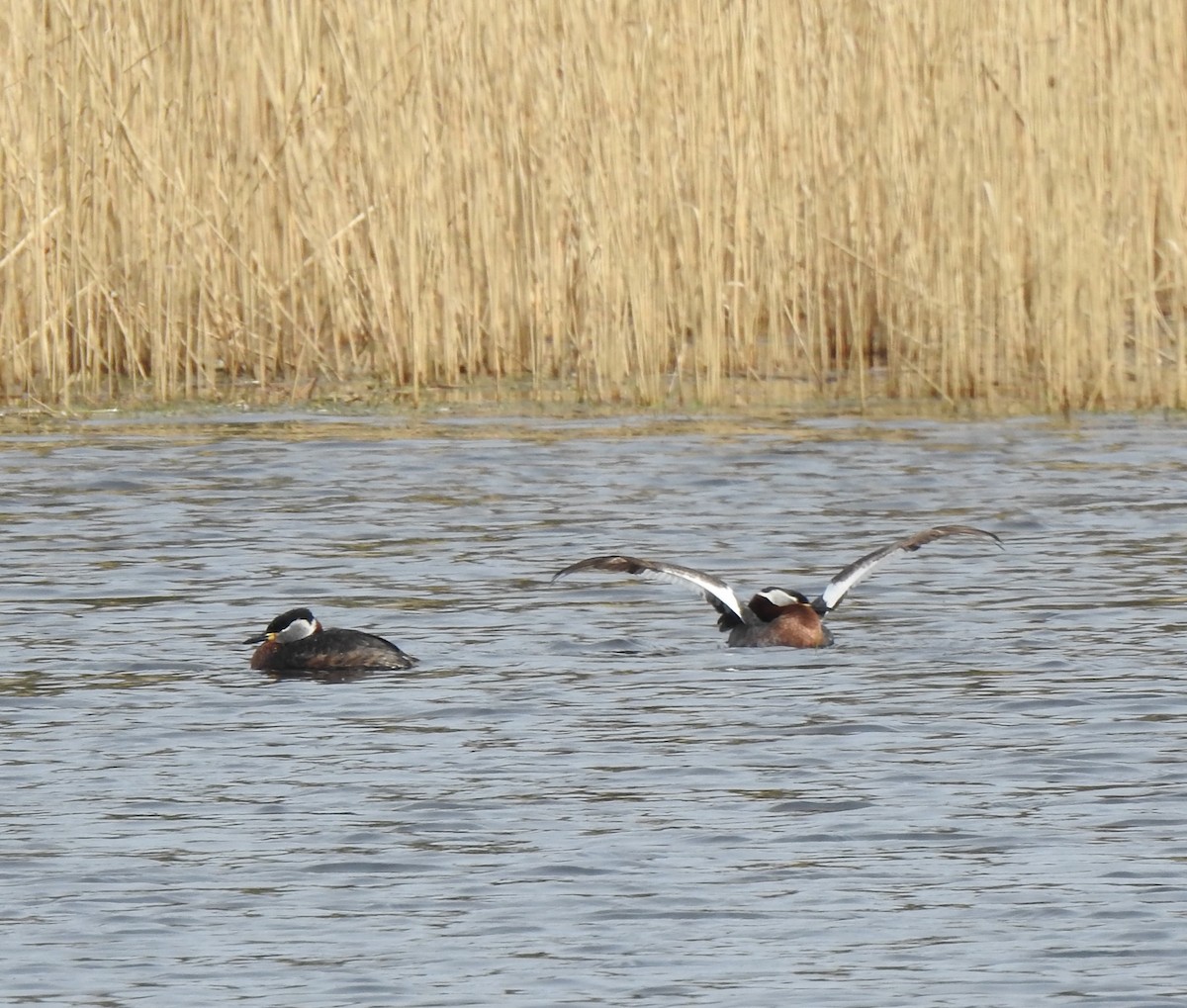 Red-necked Grebe - ML617375934