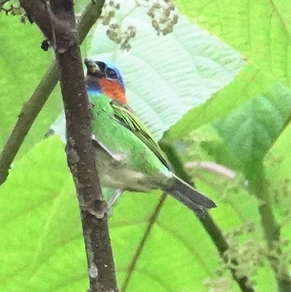 Red-necked Tanager - ML617375958