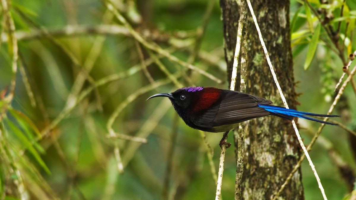 Black-throated Sunbird - Ranadeep Sengupta
