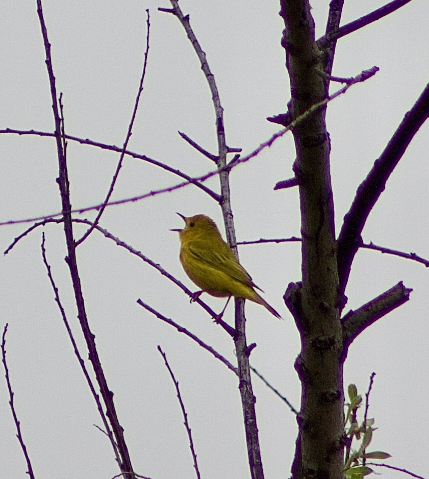 Yellow Warbler - ML617375976