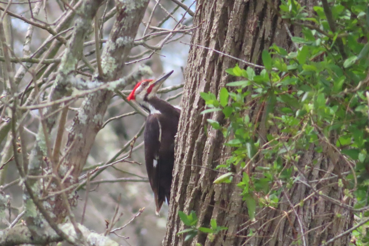 Pileated Woodpecker - ML617375979