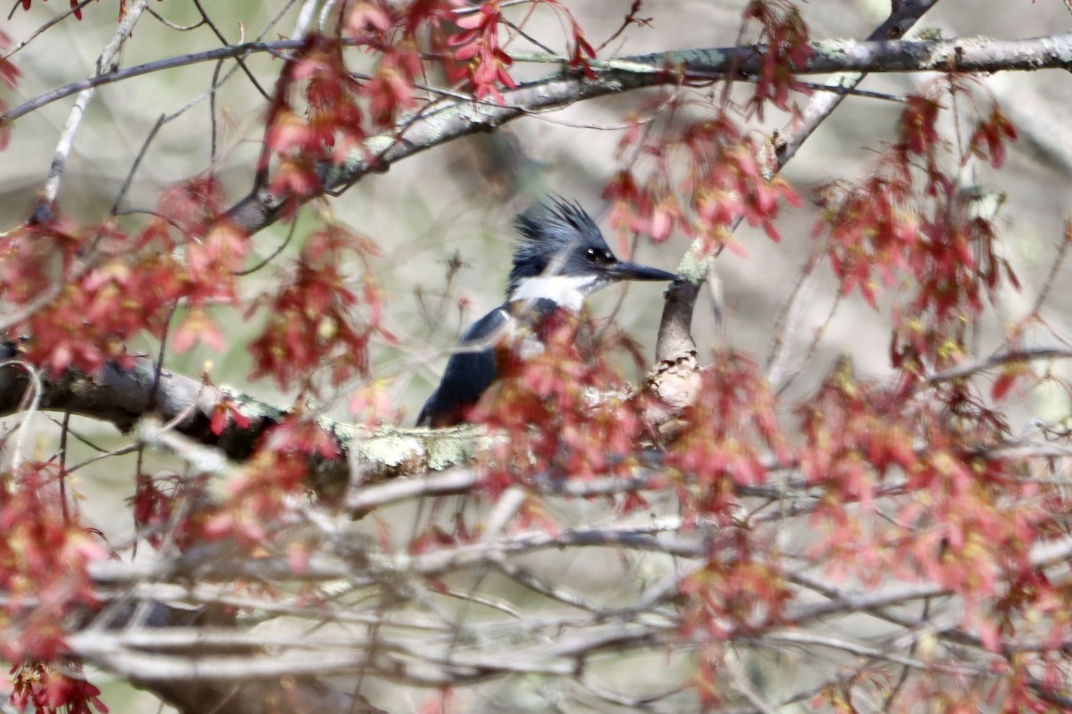 Belted Kingfisher - ML617376020