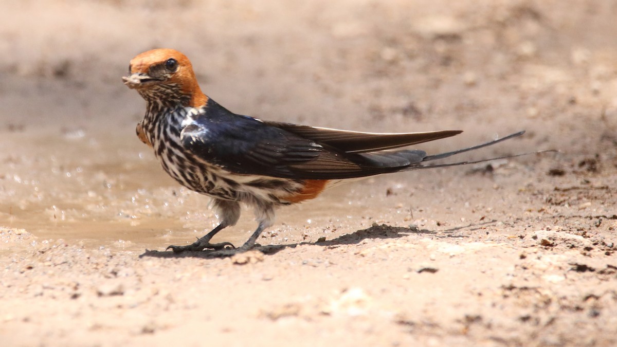 Lesser Striped Swallow - Rick Folkening