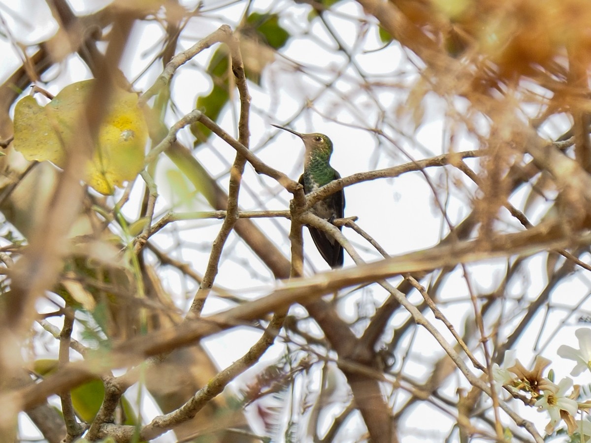 Glittering-throated Emerald - Anonymous