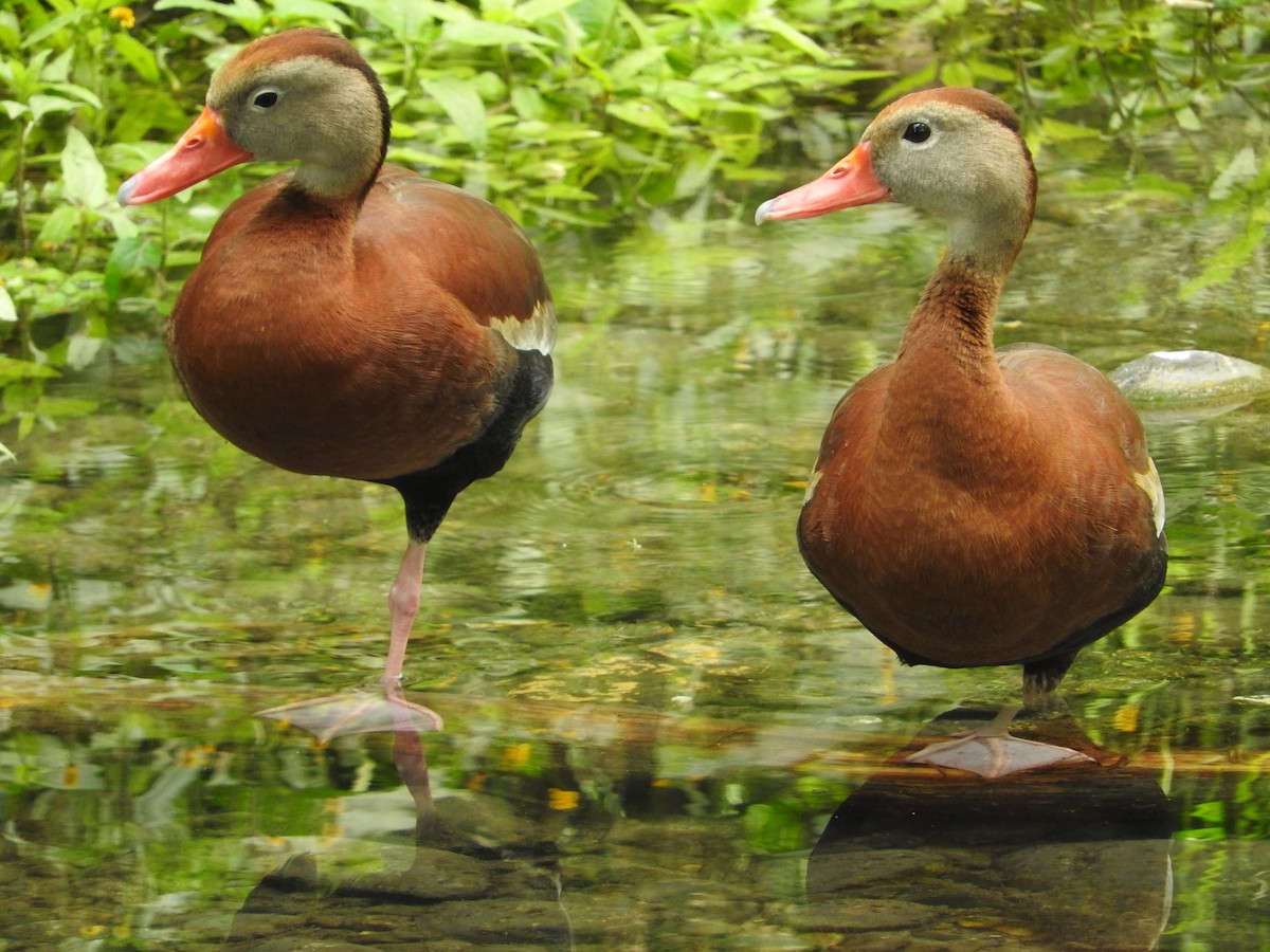 Black-bellied Whistling-Duck (fulgens) - ML617376127