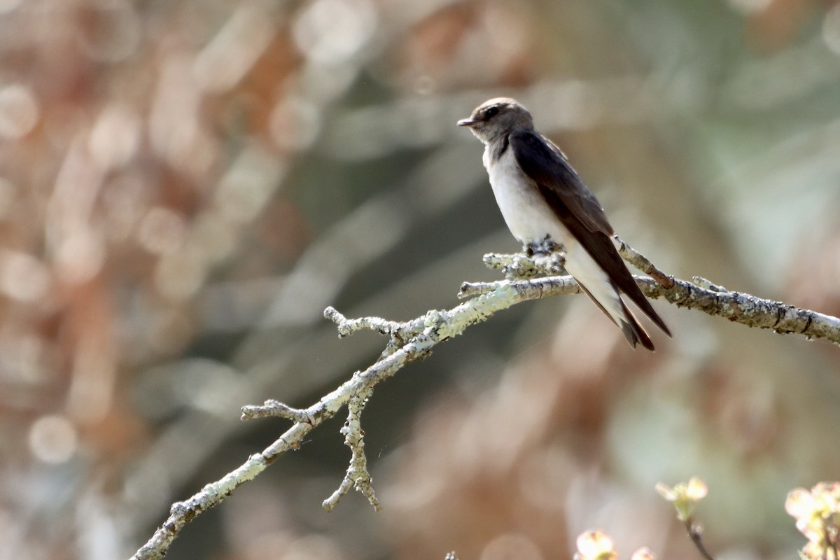 Northern Rough-winged Swallow - ML617376176
