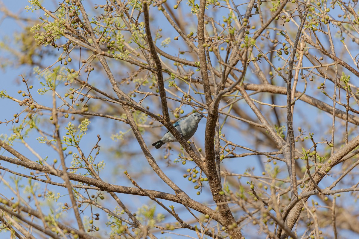 Blue-gray Tanager - ML617376253