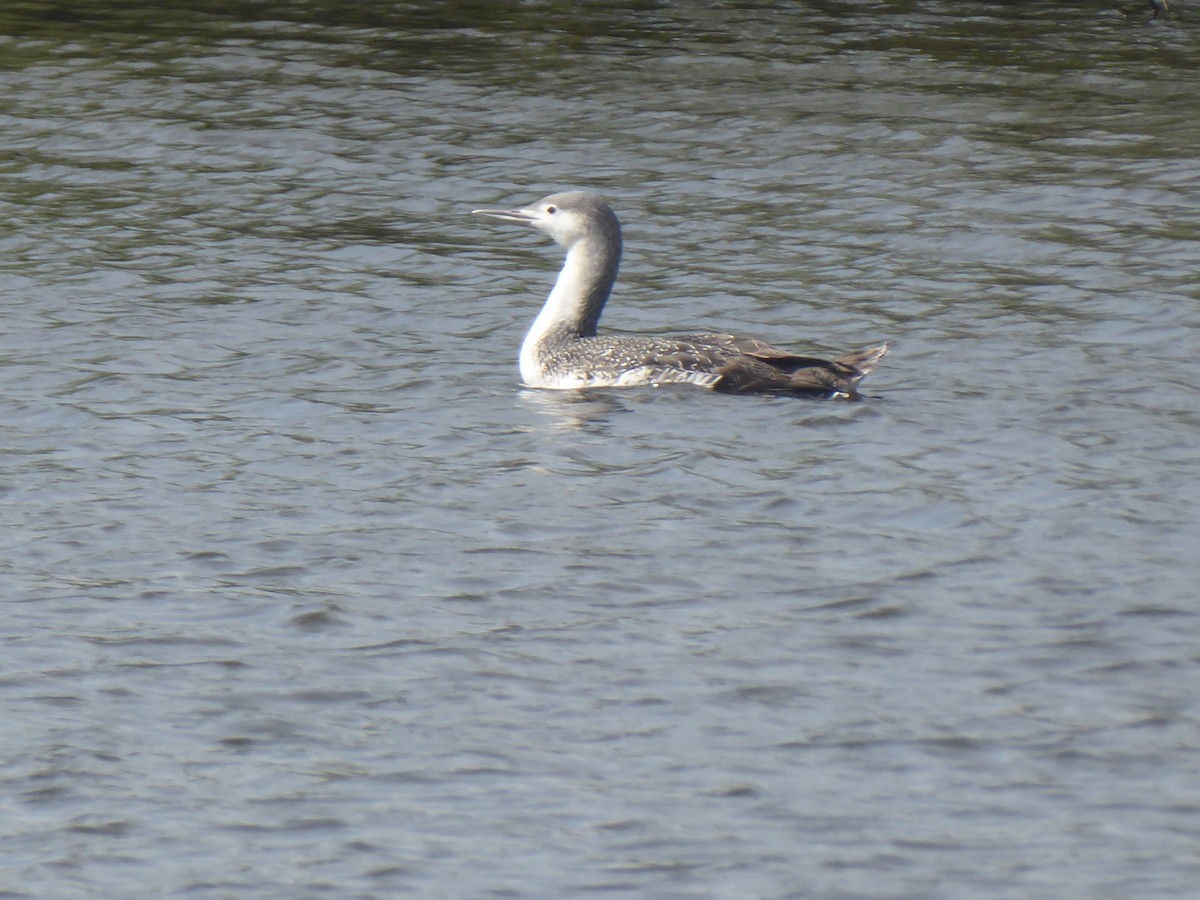 Red-throated Loon - ML617376259