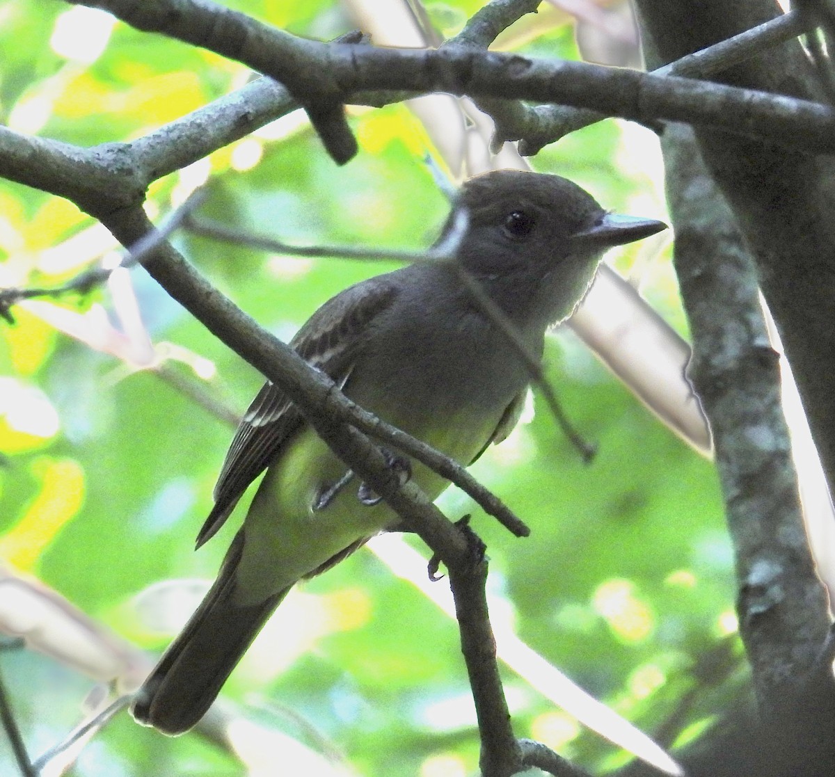 Great Crested Flycatcher - ML617376282