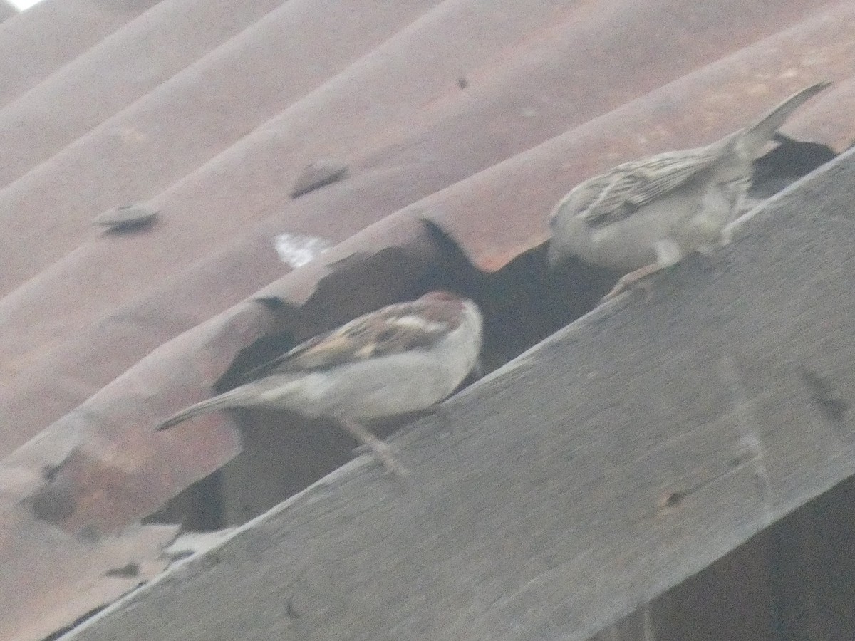 Eurasian Tree Sparrow - ML617376329