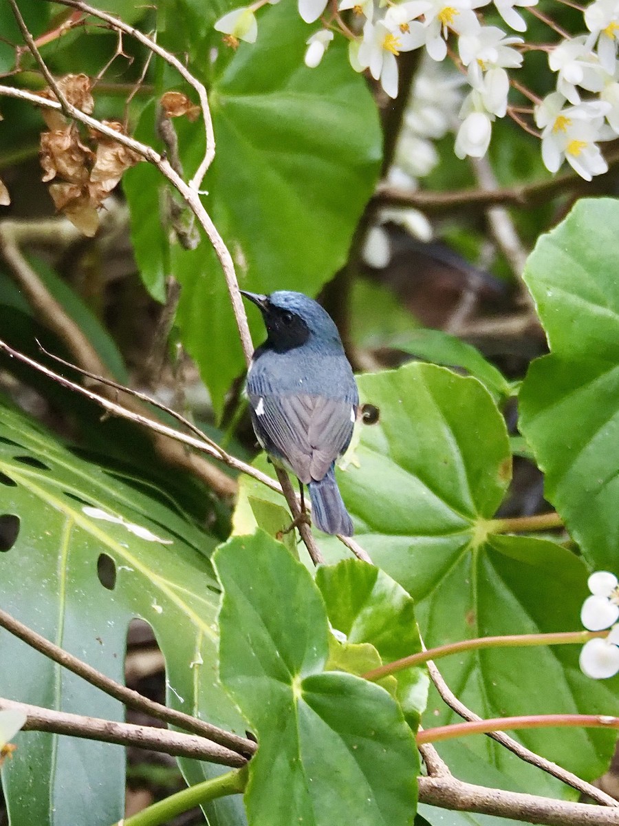 Black-throated Blue Warbler - Marshall Dahl