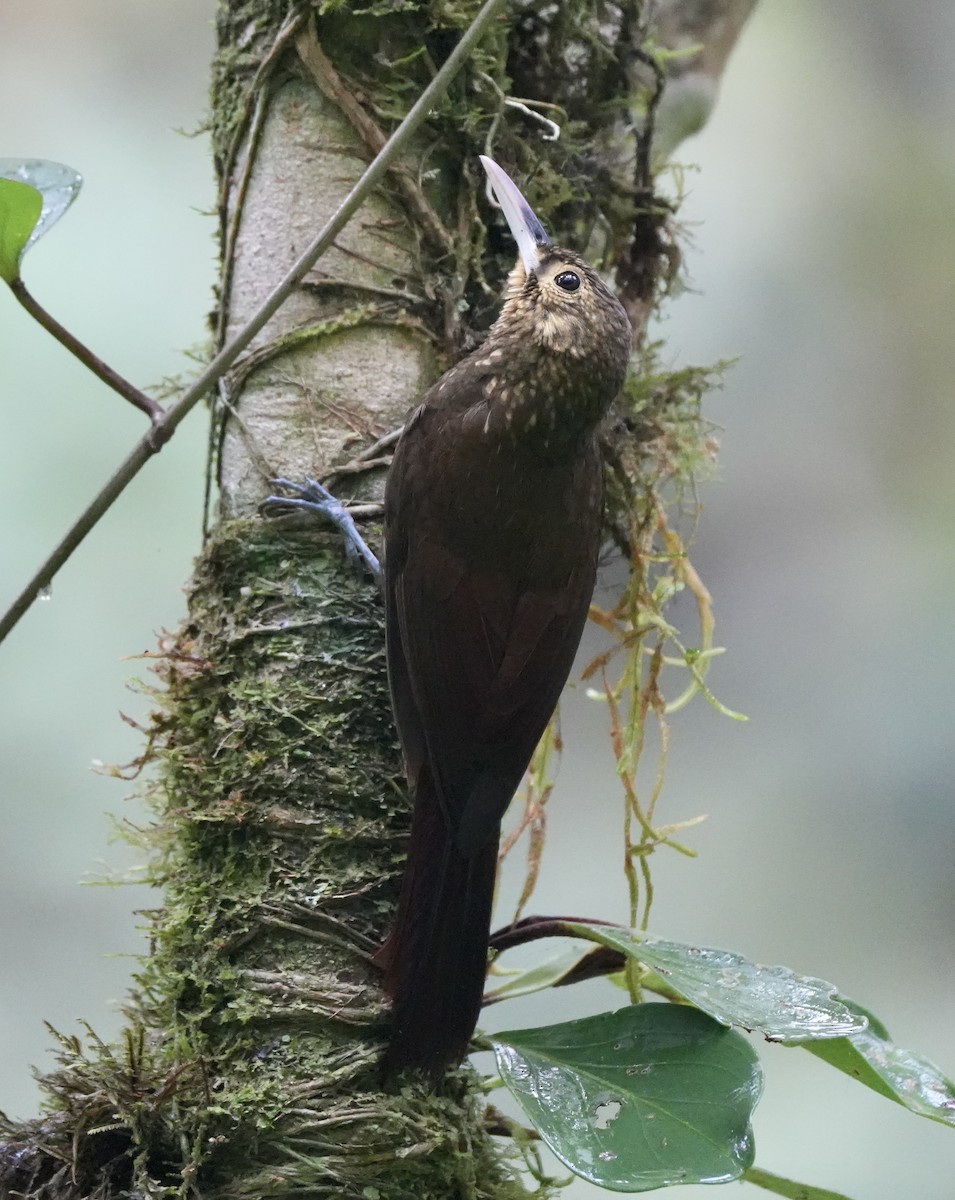Spotted Woodcreeper - ML617376407